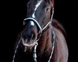 broodmare Murmel (Hanoverian, 1999, from Meilenstiefel)