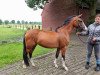 Springpferd Beauty Virginia TH (Deutsches Reitpony, 2021, von Big Star Tf)