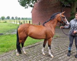 Springpferd Beauty Virginia TH (Deutsches Reitpony, 2021, von Big Star Tf)