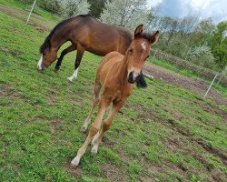 Springpferd Bella Cocolina TH (Deutsches Reitpony, 2023, von Big Star Tf)