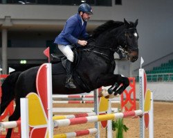 jumper Coupe du Diamant (Oldenburg show jumper, 2011, from Coupe de Coeur 2)