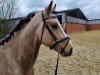 dressage horse Great Delight (German Riding Pony, 2020, from Gabalier)