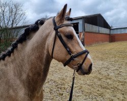 dressage horse Great Delight (German Riding Pony, 2020, from Gabalier)