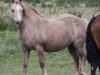 Zuchtstute Terackie Golden Xara (Welsh-Cob (Sek. D), 2001, von Terackie Winter Shadow)