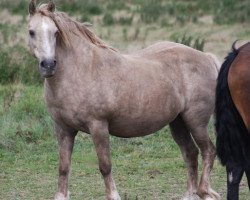 broodmare Terackie Golden Xara (Welsh-Cob (Sek. D), 2001, from Terackie Winter Shadow)