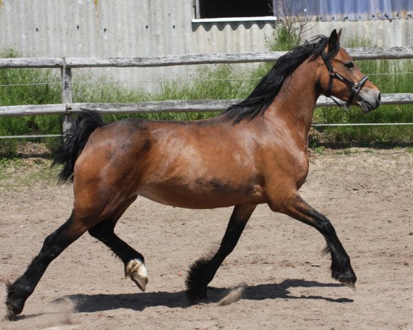 broodmare Brynithon Sian (Welsh-Cob (Sek. D), 2012, from Thorneyside The Jackpot)