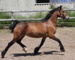 Zuchtstute Brynithon Sian (Welsh-Cob (Sek. D), 2012, von Thorneyside The Jackpot)