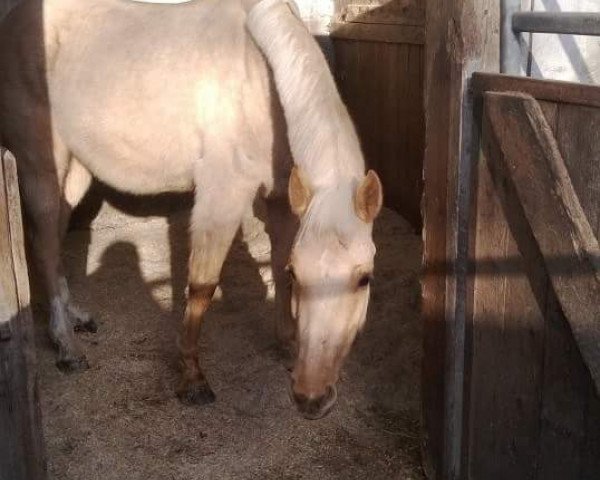 dressage horse Halligalli YS (German Riding Pony,  , from FS Golden Highlight)