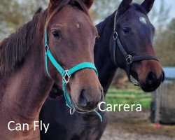 Springpferd K.C. Carrera (Hannoveraner, 2022, von Conthargos)