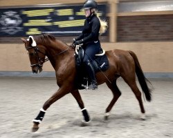 dressage horse VP Vlower-power (Westphalian, 2017, from Vitalis)