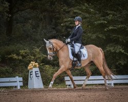 dressage horse Dimalina (German Riding Pony, 2014, from Dornik B)