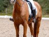 dressage horse Werdandi 25 (Hanoverian, 2005, from Waikiki I)