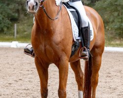 dressage horse Werdandi 25 (Hanoverian, 2005, from Waikiki I)