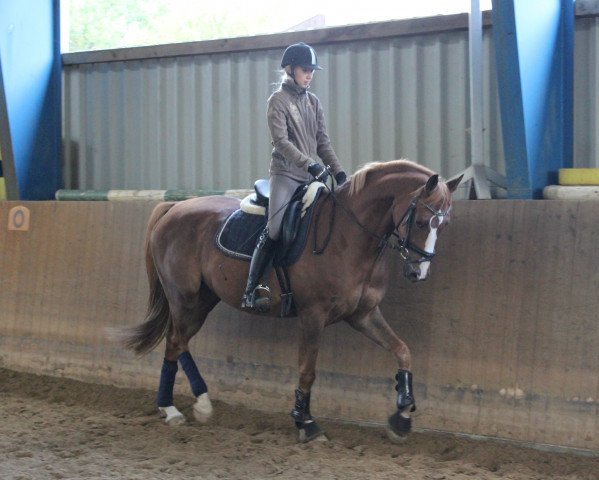 dressage horse Django (Rhinelander, 2010, from Delamanga)