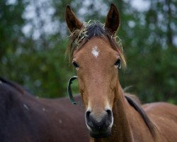 Springpferd Ullaakkut H (Deutsches Sportpferd, 2022, von Sweetwaters Ziethen TSF)