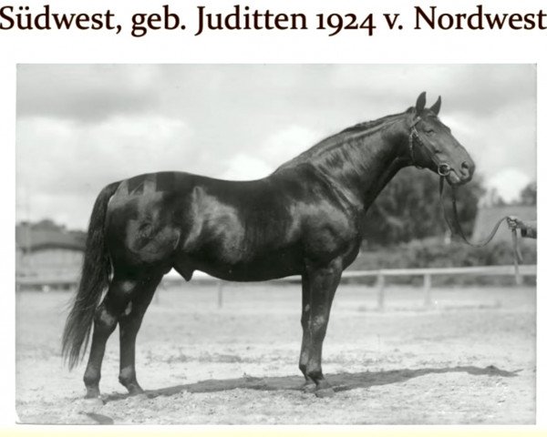 stallion Südwest (Trakehner, 1924, from Nordwest)