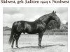 stallion Südwest (Trakehner, 1924, from Nordwest)