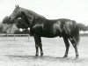 stallion Nordwest (Trakehner, 1920, from Neander)