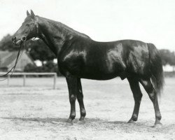 Deckhengst Nordwest (Trakehner, 1920, von Neander)