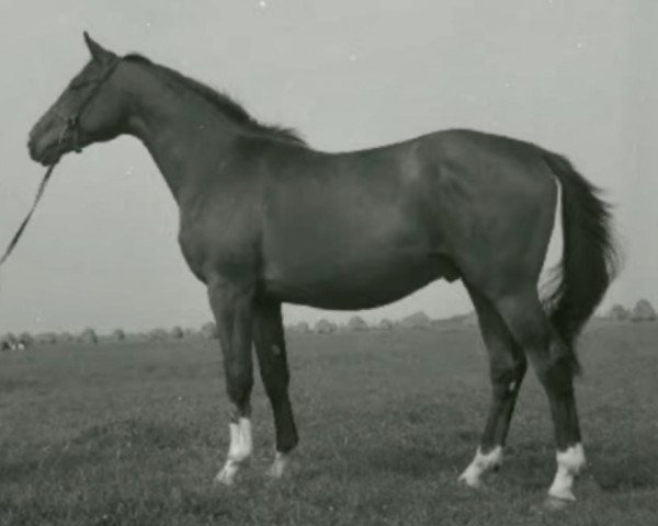 stallion Saturn (Trakehner, 1961, from Geysir)