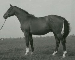 Deckhengst Saturn (Trakehner, 1961, von Geysir)