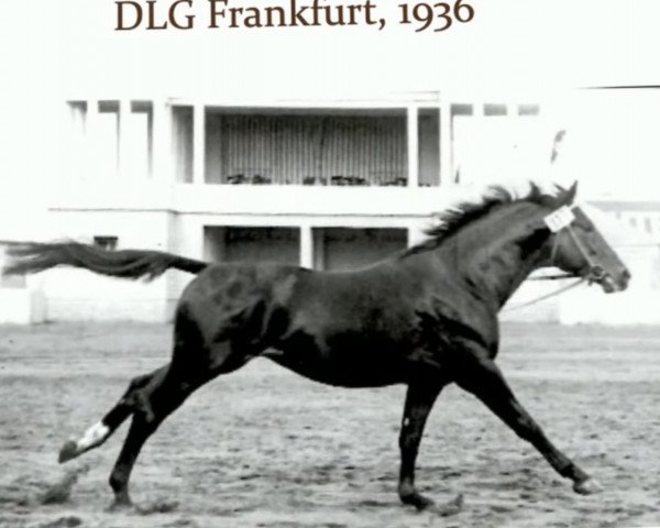 stallion Perlenfischer (Trakehner, 1933, from Stuermer)