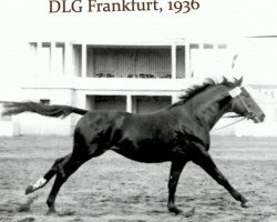 stallion Perlenfischer (Trakehner, 1933, from Stuermer)