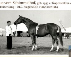 Zuchtstute Perpetua vom Schimmelhof (Trakehner, 1957, von Tropenwald)