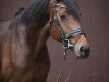 dressage horse For Ever Chateau (Oldenburg, 2017, from For Romance II)