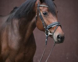 dressage horse For Ever Chateau (Oldenburg, 2017, from For Romance II)