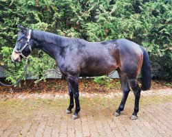 Pferd King KS Cool Fellow (Quarter Horse, 2020)