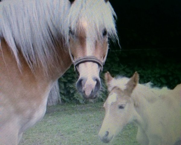 Zuchtstute Alice (Haflinger,  , von Ahorn)