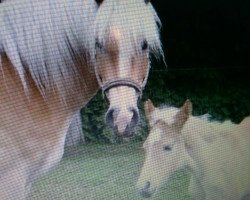 broodmare Alice (Haflinger,  , from Ahorn)