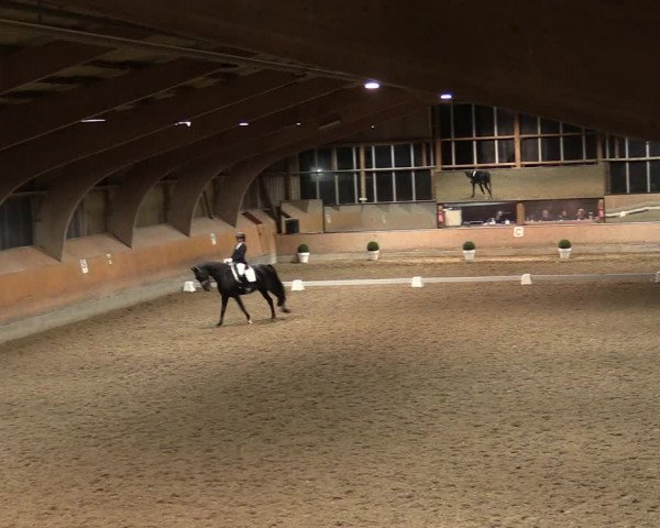 Reitturnier Ratingen-Volkardey 2023