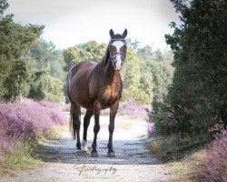 broodmare Joyce Stick (German Riding Pony, 1997, from Nando)