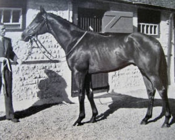 stallion King's Bench xx (Thoroughbred, 1949, from Court Martial xx)