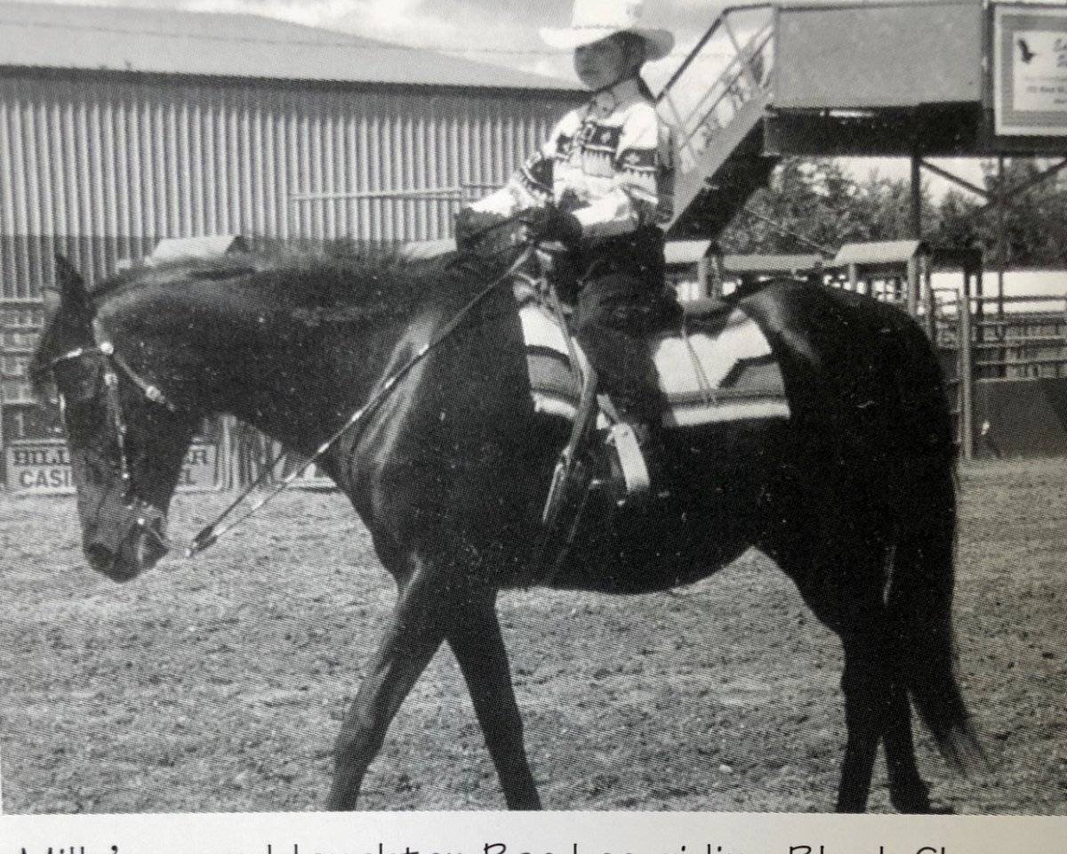 broodmare Black Charm ox (Arabian purebred, 1974, from Char Nigre EAO)
