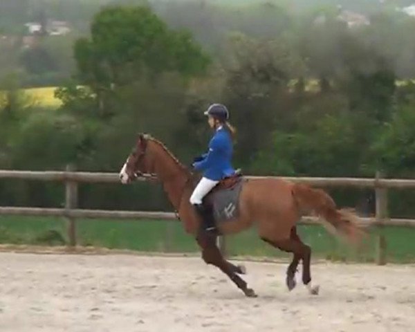 Pferd Nemrod de Curieres (Anglo-Araber, 2001, von Oberon du Moulin)