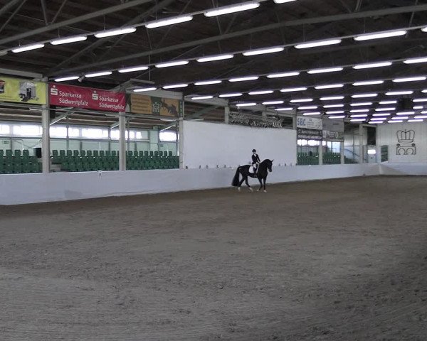 Reitturnier Zweibrücken-Landgestüt / Halle 2023