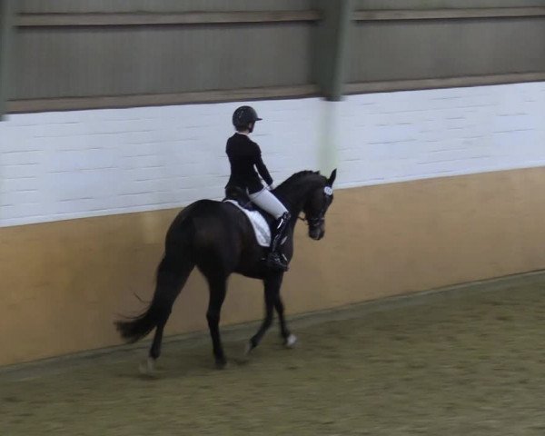 Reitturnier Datteln 2023