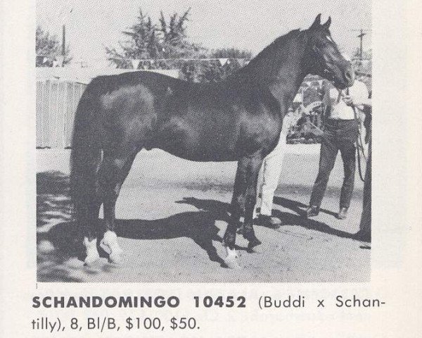 stallion Schandomingo ox (Arabian thoroughbred, 1955, from Buddi ox)