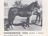 stallion Schandomingo ox (Arabian thoroughbred, 1955, from Buddi ox)