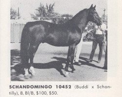 Deckhengst Schandomingo ox (Vollblutaraber, 1955, von Buddi ox)