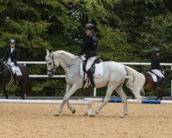 dressage horse Ed Jamaal Al Dine (Arabian thoroughbred, 2009)