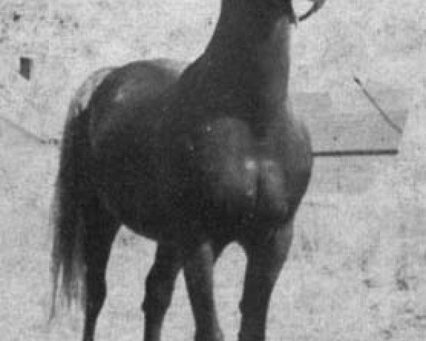 stallion Buddi ox (Arabian thoroughbred, 1943, from Caravan 1938 ox)