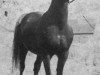 stallion Buddi ox (Arabian thoroughbred, 1943, from Caravan 1938 ox)