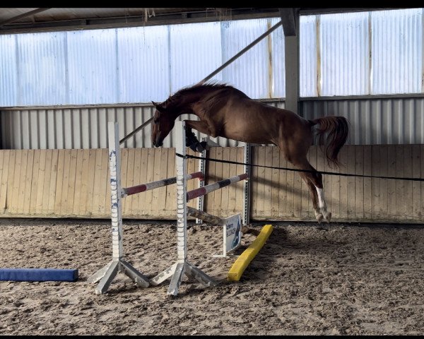 Springpferd Cornet's Carlchen vom Heimental (Deutsches Sportpferd, 2020, von Cornet's Quaprice)