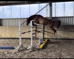 jumper Cornet's Carlchen vom Heimental (German Sport Horse, 2020, from Cornet's Quaprice)