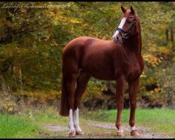 dressage horse Latin Pepper (Hanoverian, 2008, from Locksley II)