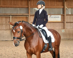 broodmare Allizée (German Sport Horse, 2016, from Boliviano)